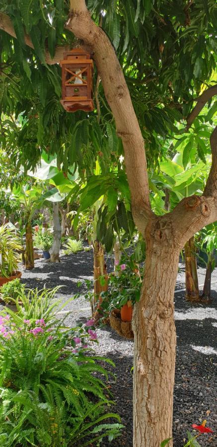 Finca Borbolan Y La Roseta Valle Gran Rey Ngoại thất bức ảnh